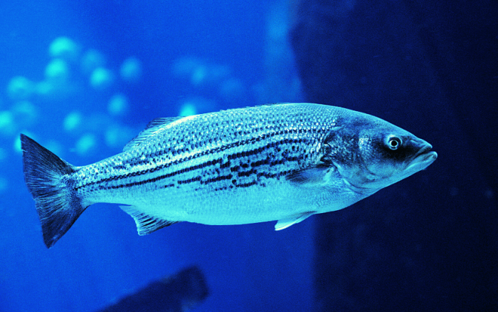 hybrid striped bass