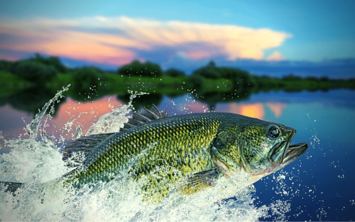 largemouth bass